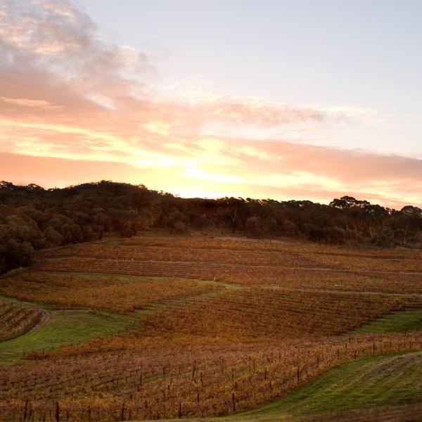 Dusk vineyard